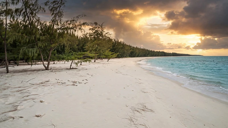 Casuarina trees leaning over pale sand at Ho Tram beach, with calm turquoise water and an empty shoreline stretching to the horizon