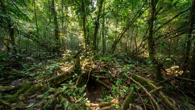 Shaded jungle path leading to a small square tunnel entrance at the Cu Chi Tunnels historic site near Ho Chi Minh City