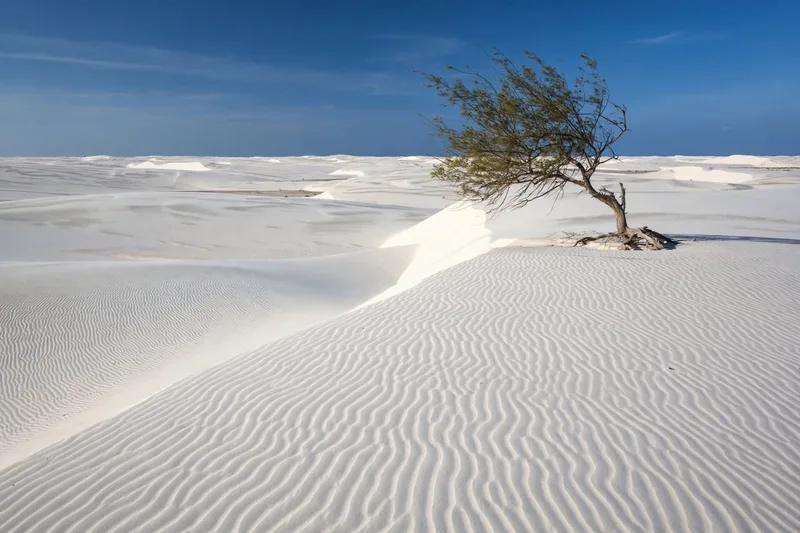 Rippled white sand dunes at Bau Trang Mui Ne with a lone tree and deep blue sky above the desert like landscape